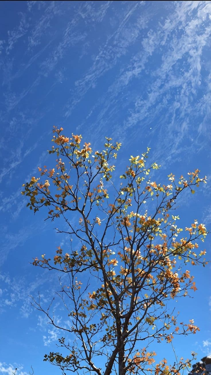 Céu com nuvens